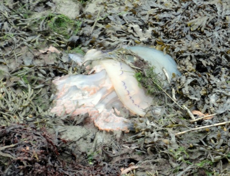 A barrel jellyfish stranded by the Looe river.