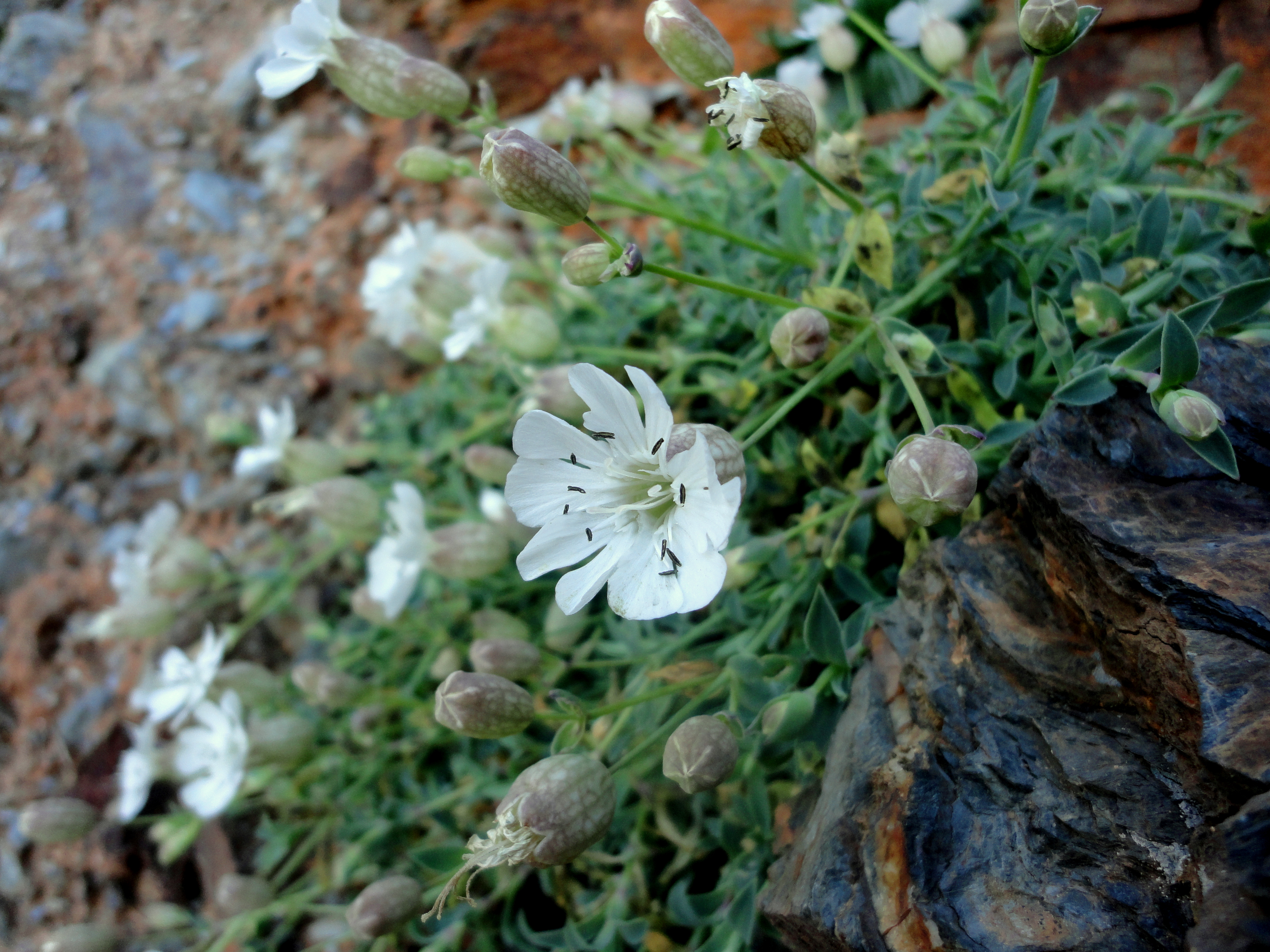 Sea campion at Mawgan Porth mine