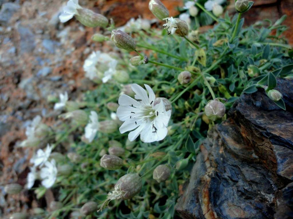 Sea campion at Mawgan Porth mine