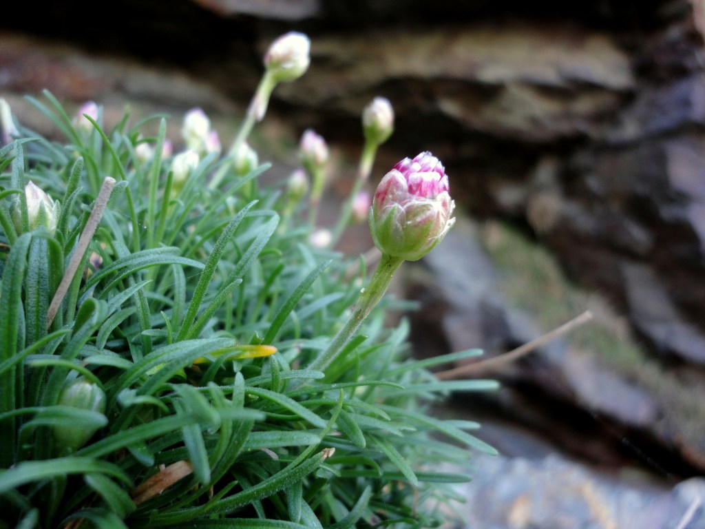 Thrift in bud at Mawgan Porth mine entrance