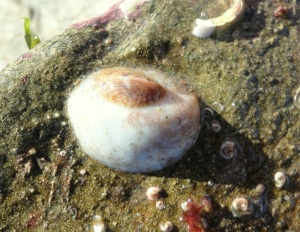 Help monitor the spread of invasive species like the slipper limpet