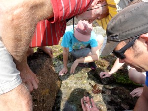 "Rob's rock" -Compiling a species list on a Cornwall Wildlife Trust Shoresearch survey