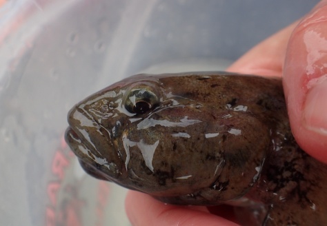 The goby's face showing the super-thick lips.