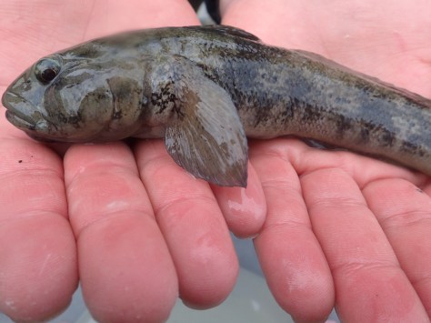 It's a whopper, but is it a giant? Goby found in a mid-shore pool
