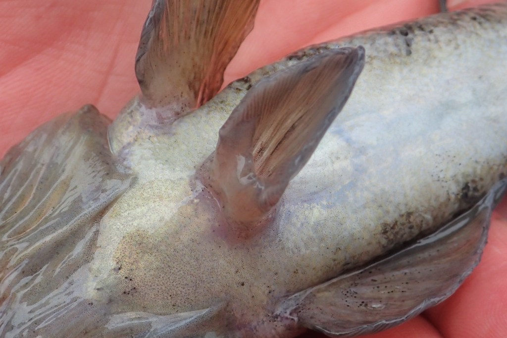 The pelvic sucker fin of the goby