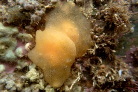 Love is in the air! Berthella plumula sea slugs under a rock. 
