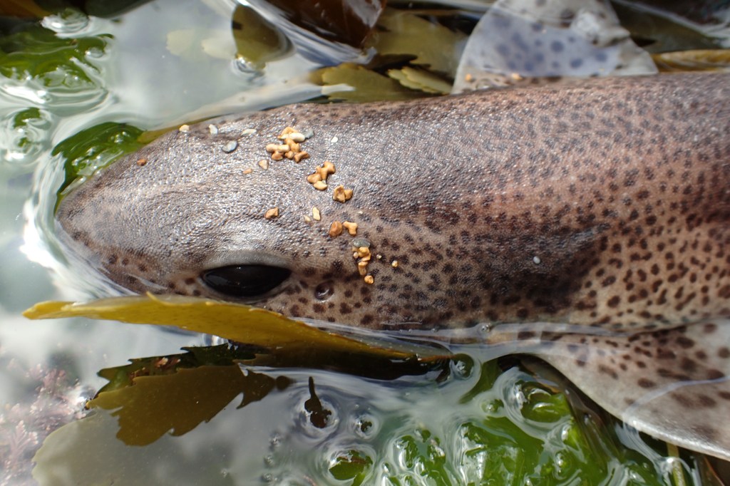 Close up you can see the rough skin (that used to get used as sandpaper) and the cat-like eyes