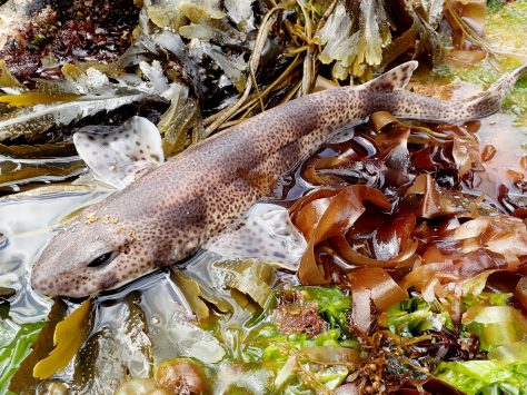 Scyliorhinus canicula - small spotted catshark or dogfish stranded in a Cornish rock pool
