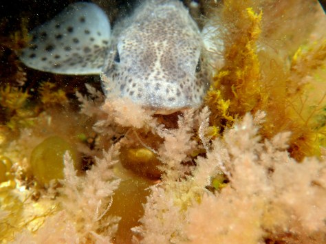The 'rehomed' catshark waiting for the tide to come in. It was so well camouflaged it was hard to spot among the seaweed.