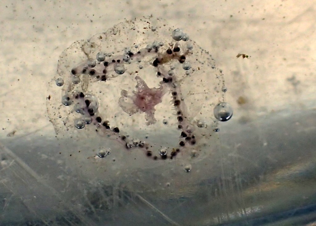 The underside of the medusa