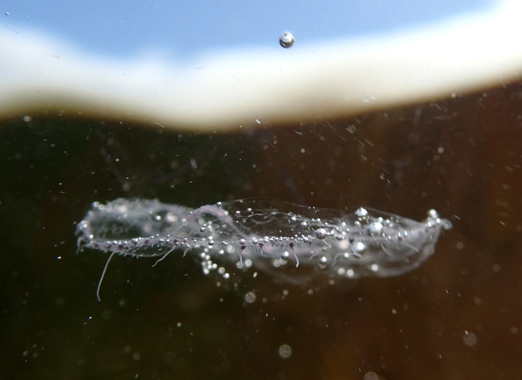 Swimming free - the side view with tentacles showing.