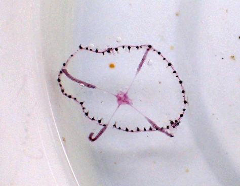 The medusa (jelly) stage of a hydroid or sea fir - possibly clytia hemisphaerica or similar