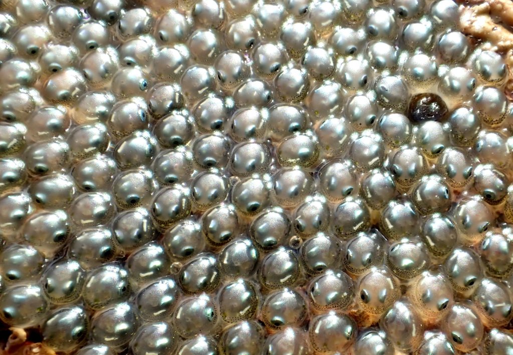 Ever feel like you're being watched? Fish eggs in a rock pool.