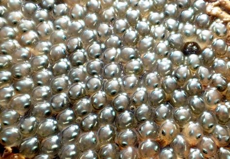 Ever feel like you're being watched? Fish eggs in a rock pool.