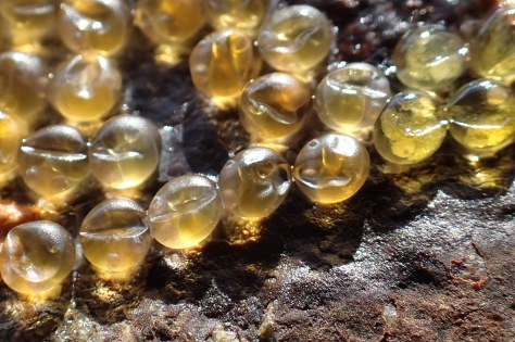 Cornish clingfish eggs are a distinctive yellow colour