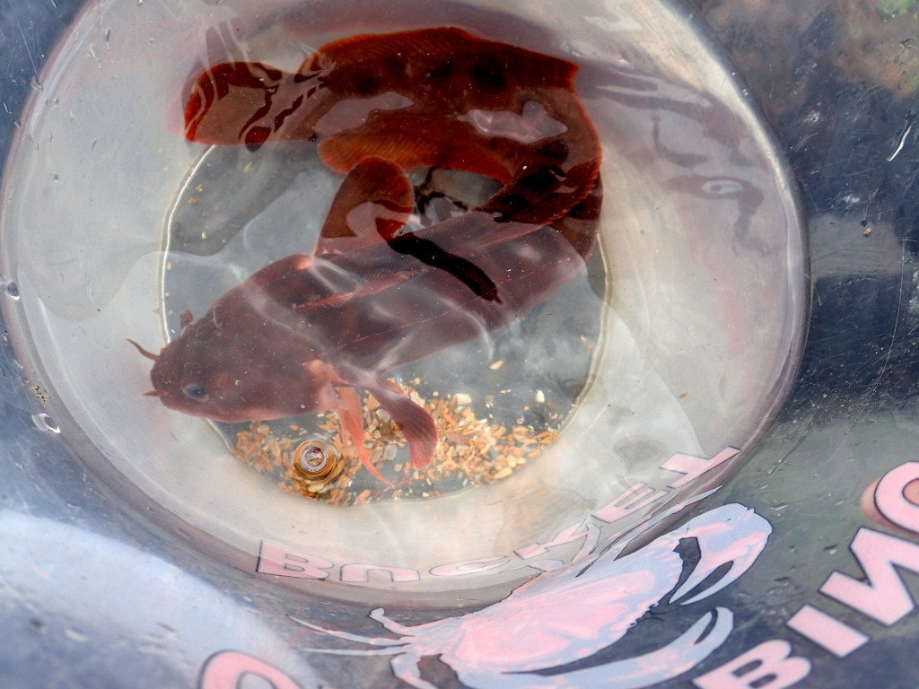 A good sized three-bearded rockling