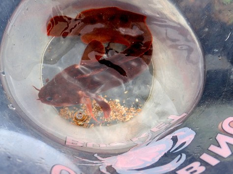 A good sized three-bearded rockling