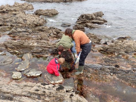 Just one more rock... exploring the Cornish rock pools