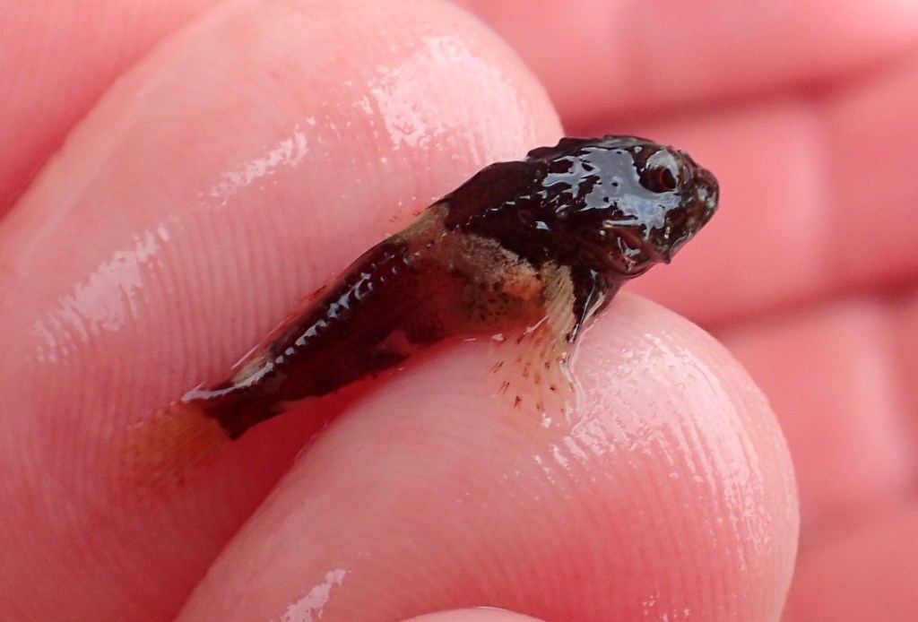 A juvenile scorpion fish - the smallest I've ever seen