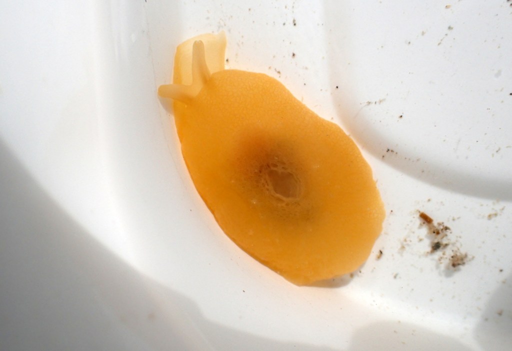 Berthella plumula - a sea slug with a small internal shell