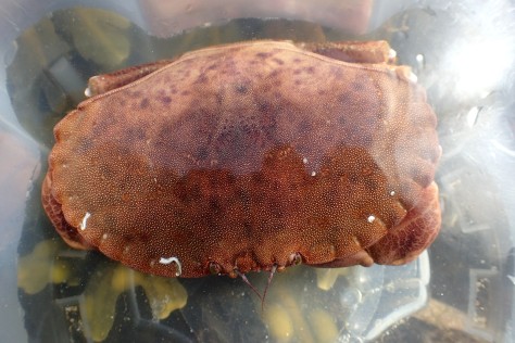 Edible crabs can be large and powerful, but are usually placid