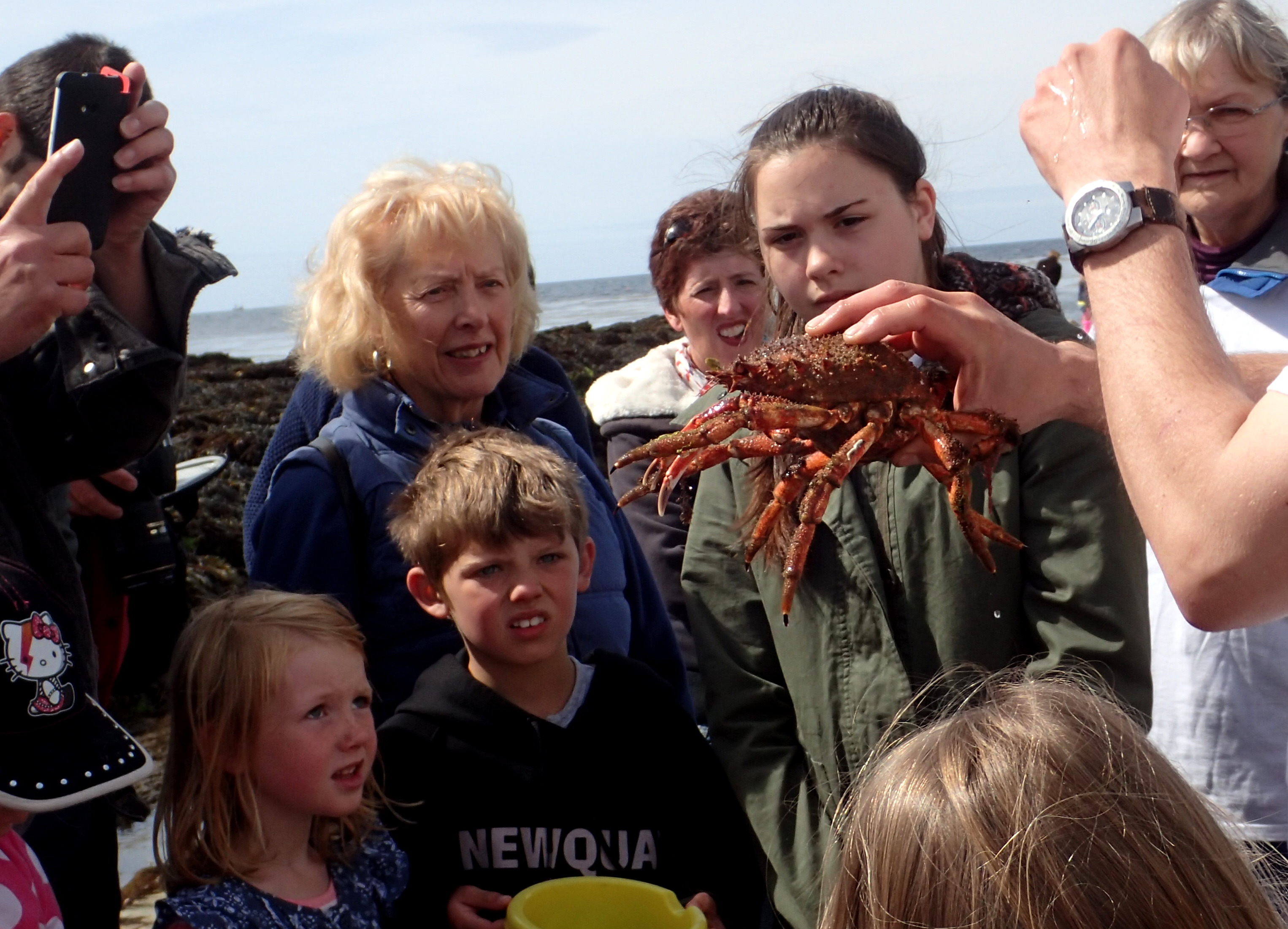 Cornish Rock Pools - spider crab at Looe rockpool ramble