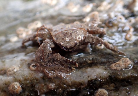 Pleased to meet you! A broad-clawed porcelain crab extends a claw. Cornish Rock Pools