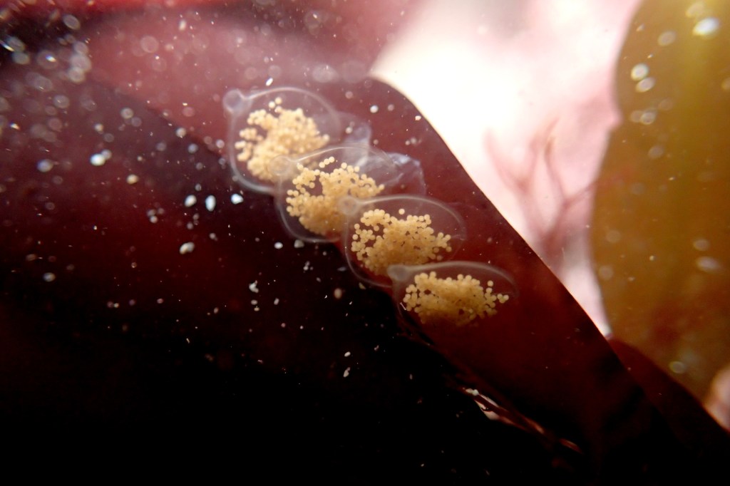 Netted dog whelk egg capsules