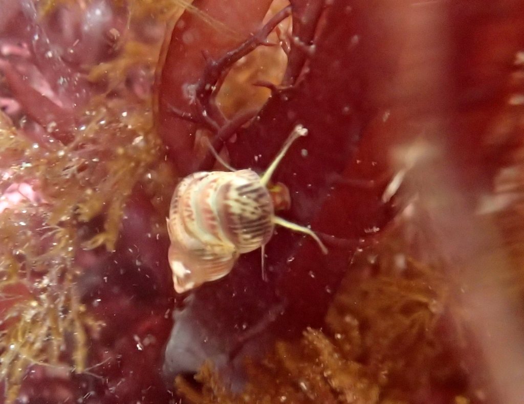 A pheasant shell undeterred by the silty water