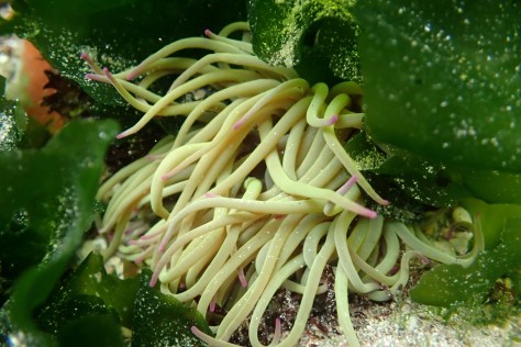 A snakelocks anemone among the sea lettuce.