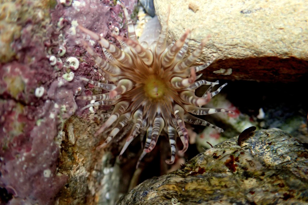 This gem anemone was easy to shoot with my new camera.