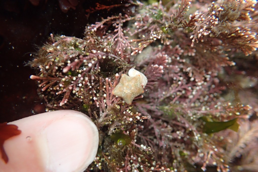 The first Asterina phylactica starfish I find is especially tiny.