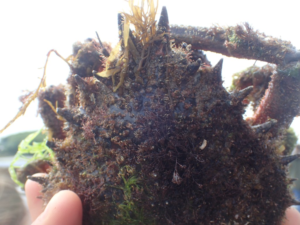 Spider crabs come into the Cornish rock pools in early summer