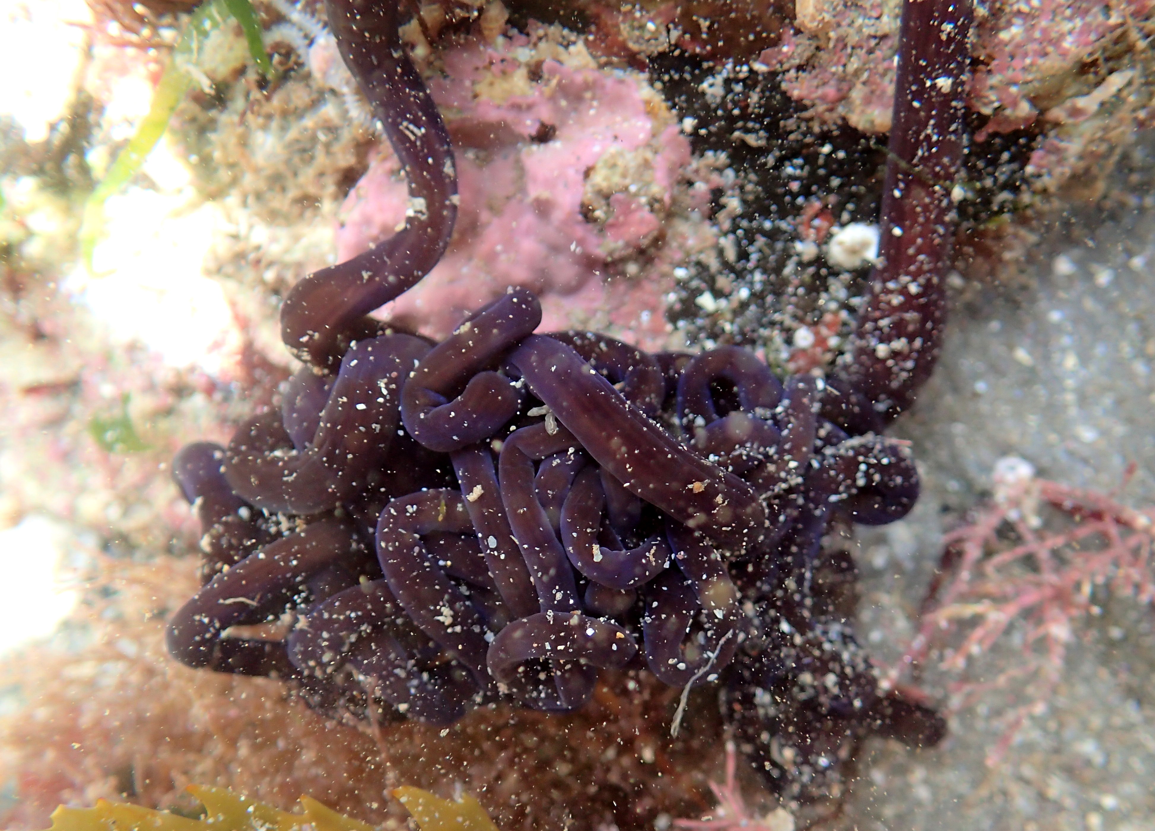 Other finds... a bootlace worm. These worms are many metres long when fully extended, but are usually found in a tangled ball like this.