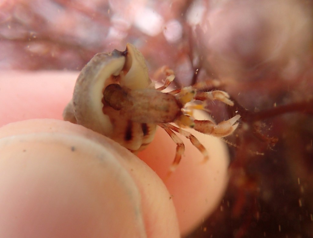 This hermit crab was tiny - compare it to my thumb on the left!