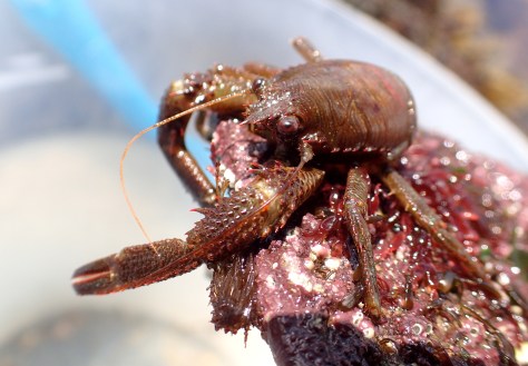 A squat lobster - galathea squamifera