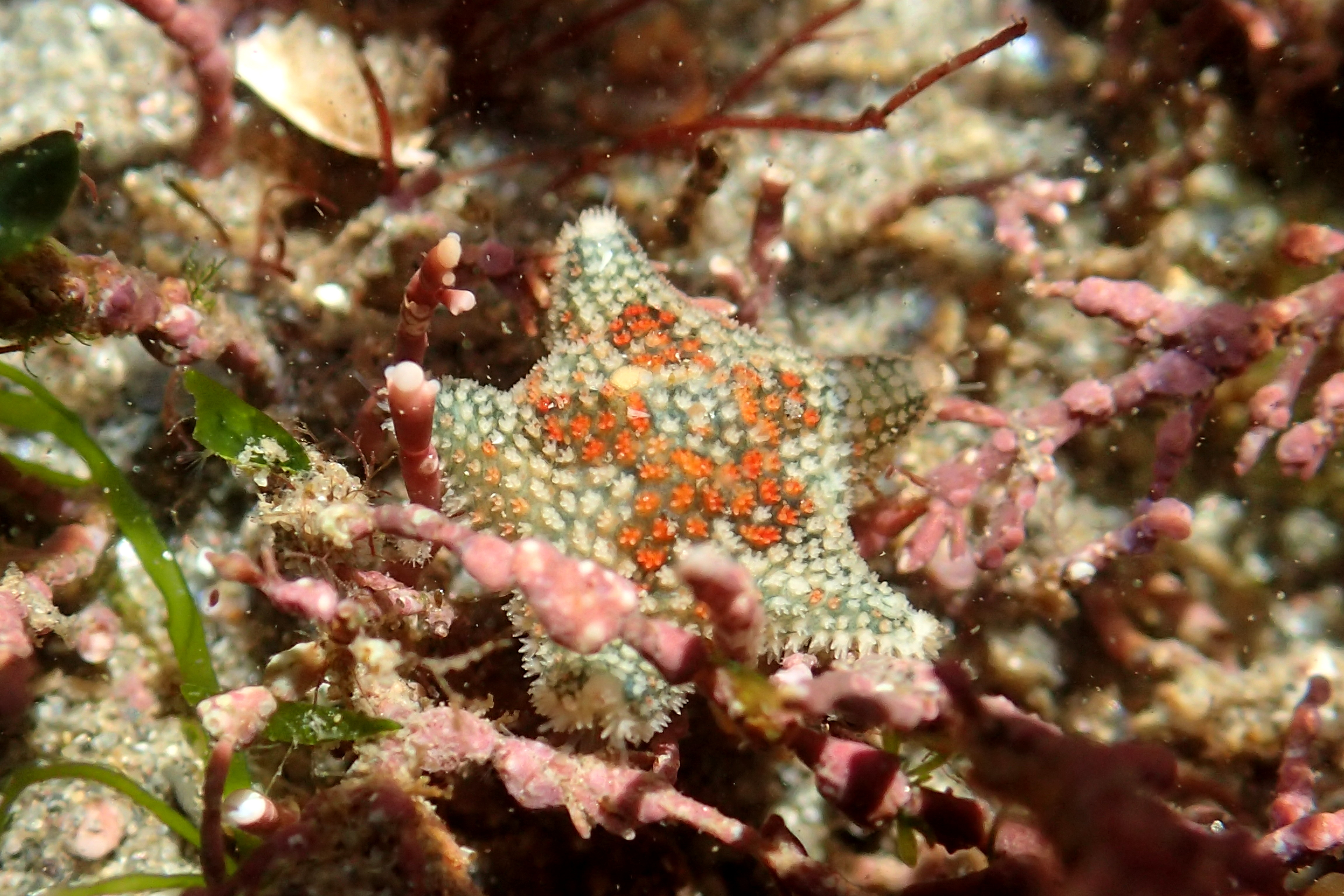 A cushion star - Asterina phylactica - among the coral weed