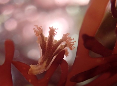 Stalked jelly Haliclystus ocroradiatus showing its primary tentacles (blobs between the arms)