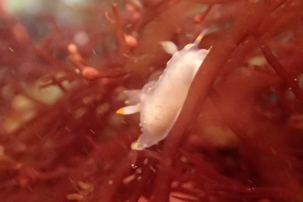 A tiny sea slug, Polycera quadrilineata, on the move
