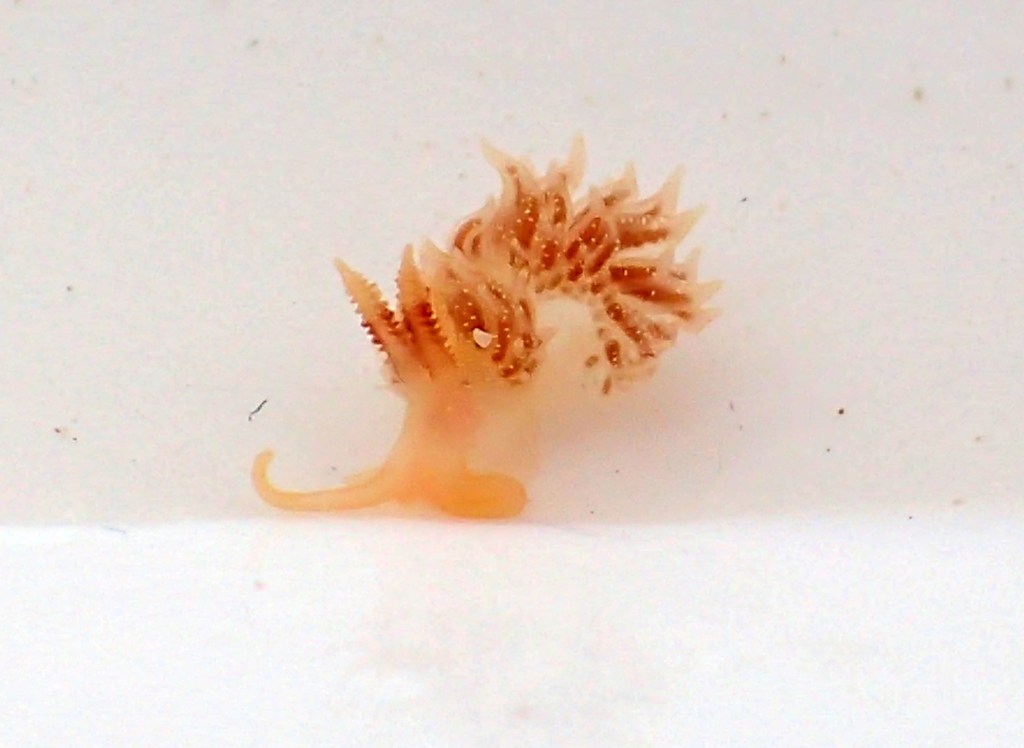 Facelina annulicornis with its front tentacles drooping like a lion-tamer's moustache.