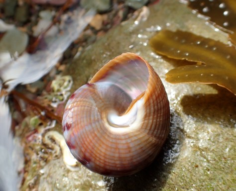 The underside of a painted top shell showing the mother-of-pearl lining