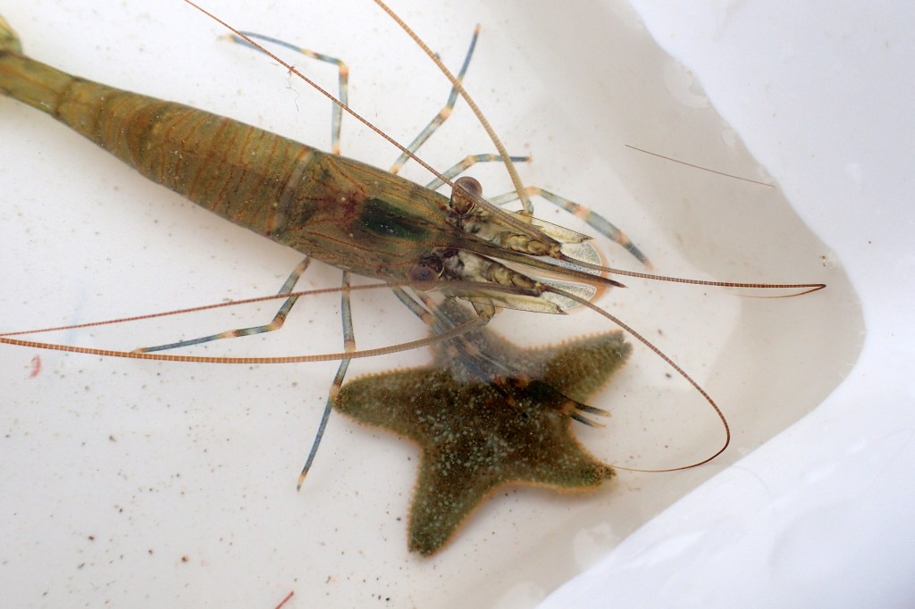 Cornish rock pools junior's monster prawn and a cushion star