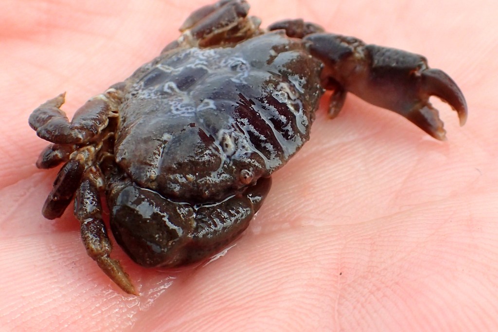 A Xantho pilipes crab.