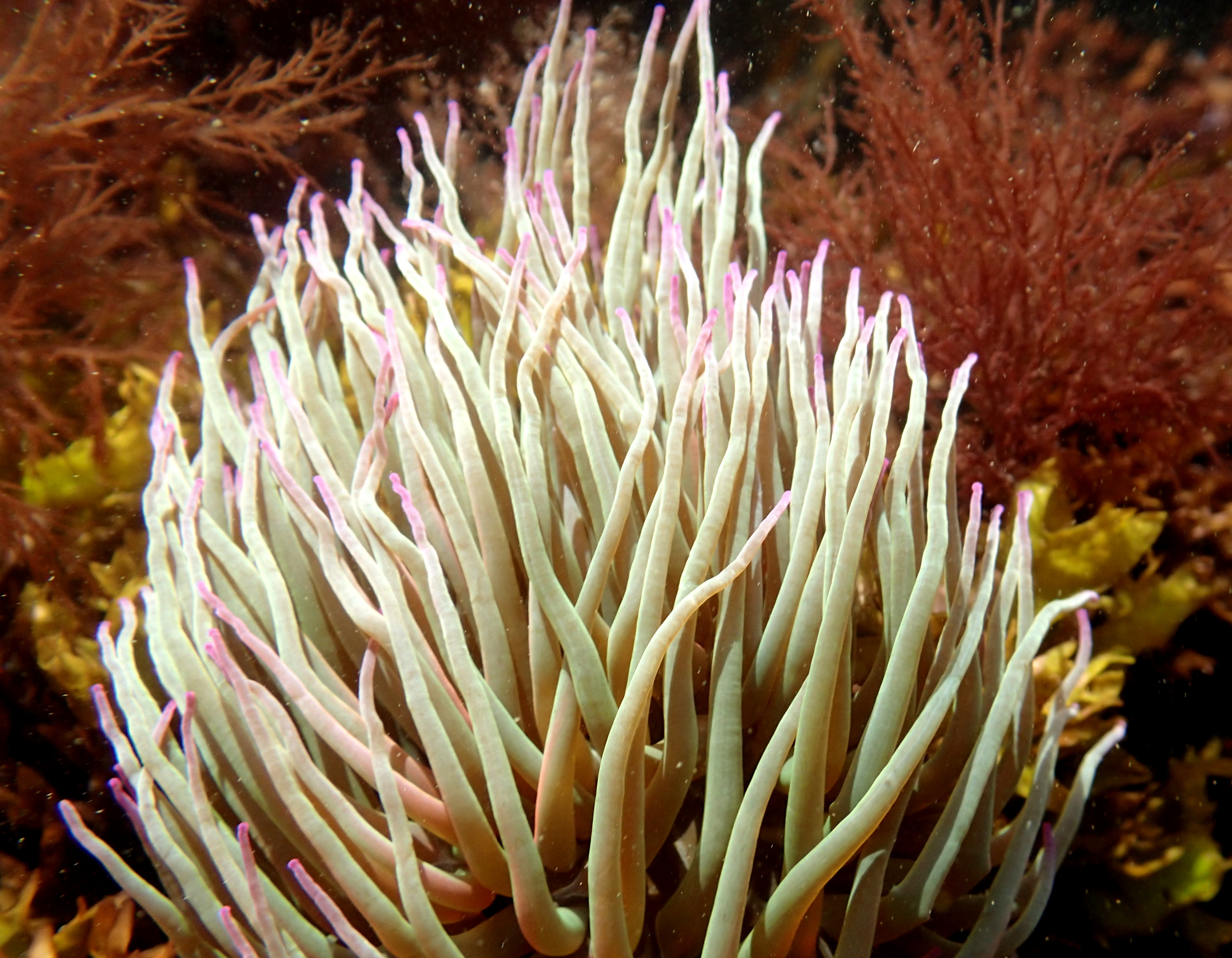 This snakelocks anemone looks like it's had a fright - the tentacles were being picked up by the current