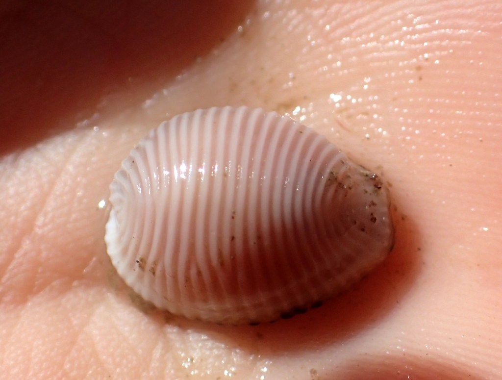 Always a favourite find - an Arctic cowrie (Trivia arctica)