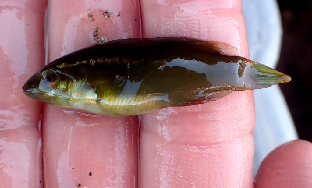 Baby wrasse about to be realeased
