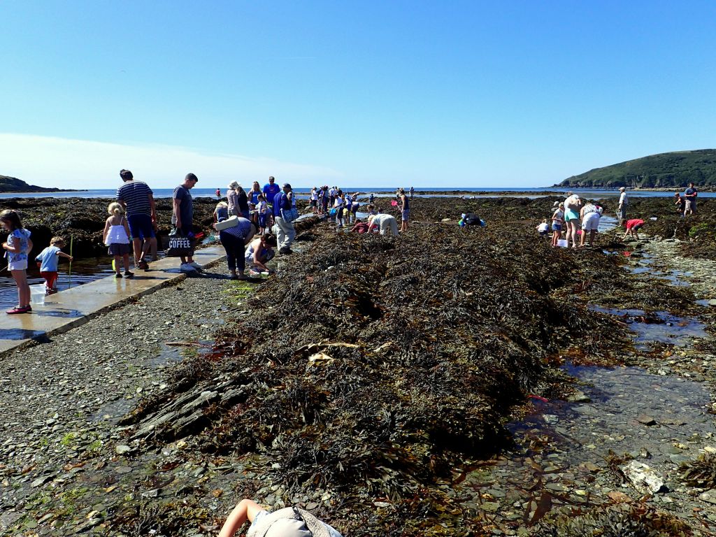 A perfect rockpool ramble in&nbsp;Looe