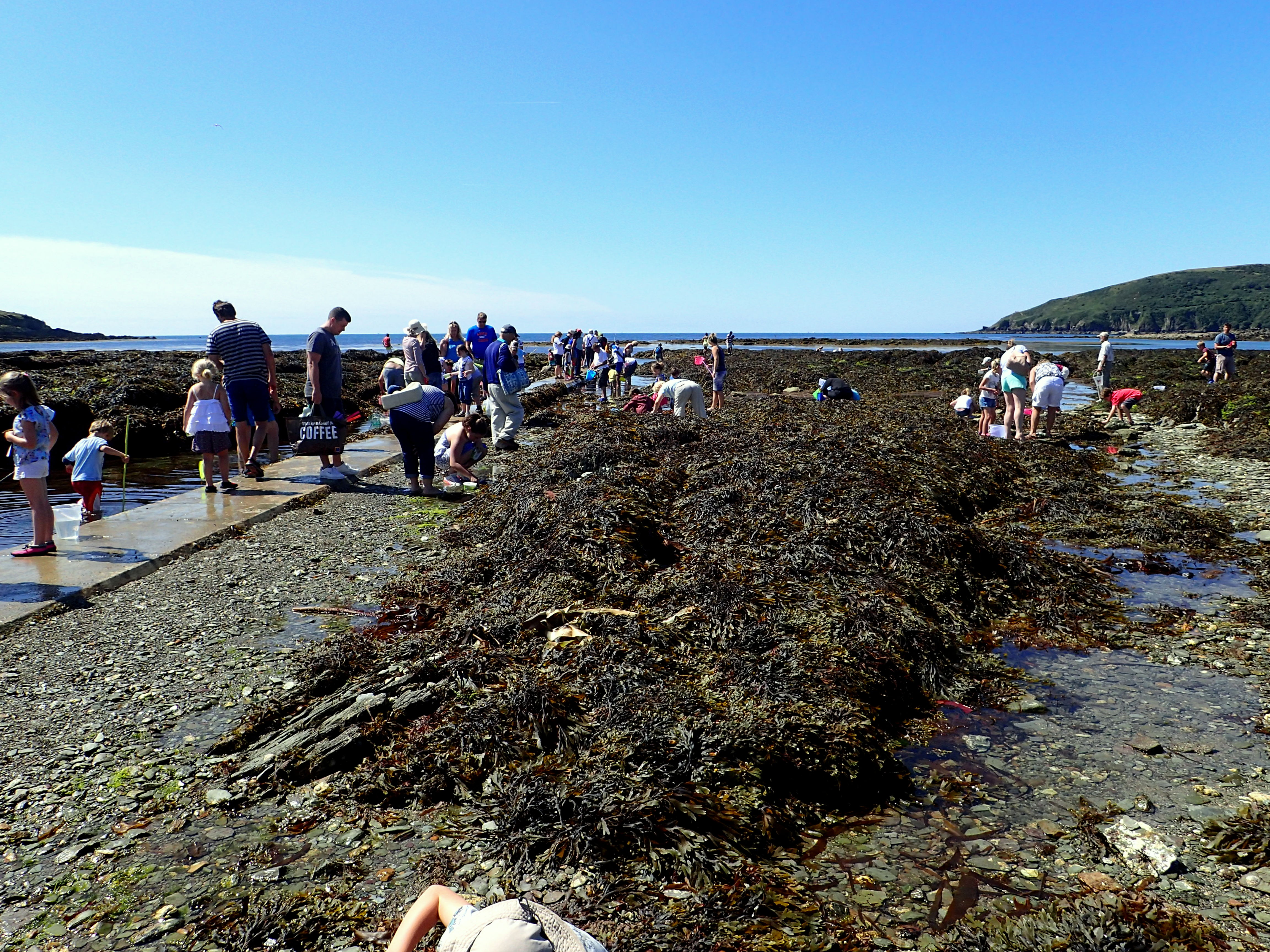 Looe Marine Conservation Group rockpool ramble - Cornish Rock Pools