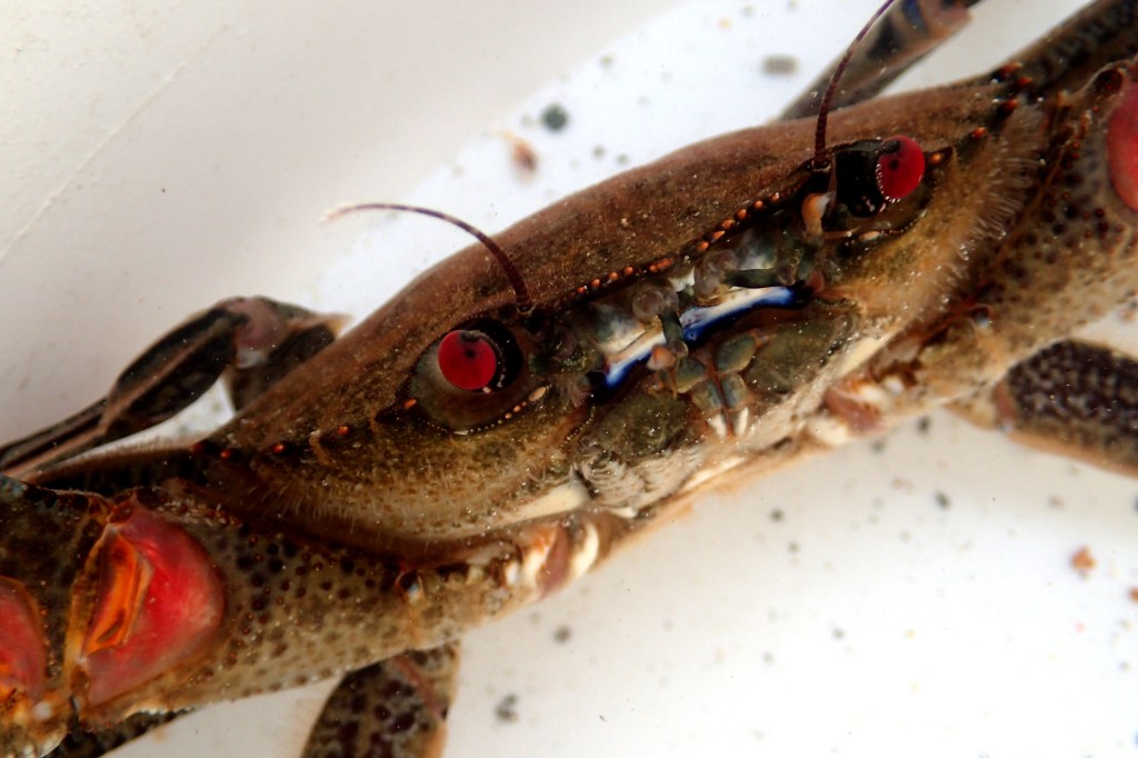 A velvet swimming crab making it clear it doesn't want to be picked up