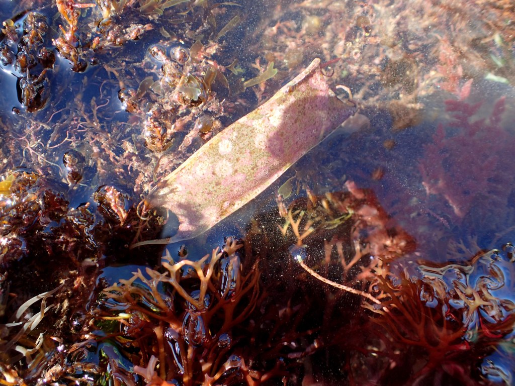 The lesser spotted catshark egg case is much smaller